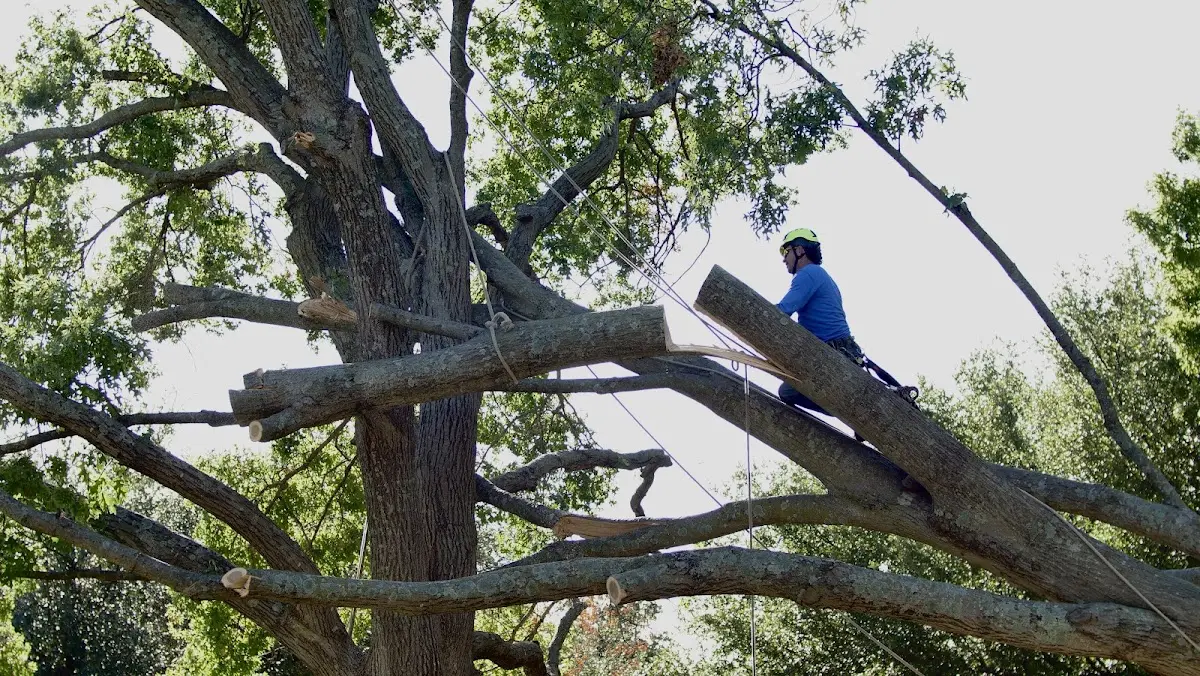 Professional Crown Thinning performed by certified arborists in Geneva