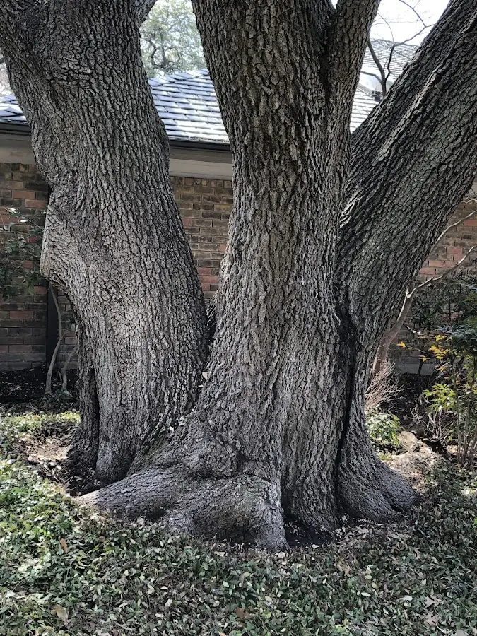 Mature heritage tree close to a Geneva property cared for by certified arborists